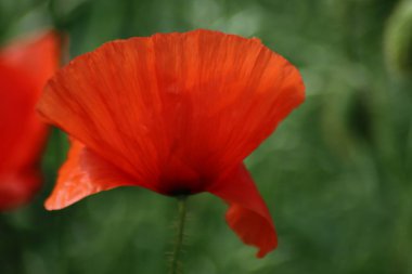 İlkbaharda Gouda yakınlarındaki A20 otoyolu boyunca vahşi doğada kırmızı haşhaş çiçeği.