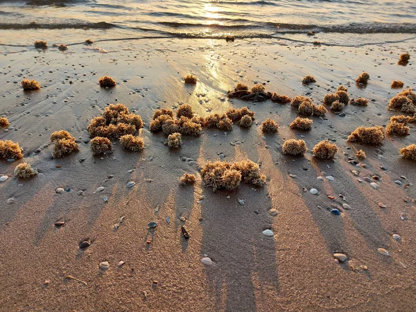 Gąbki Wyrzucone Plażę Katwijk Podczas Zachodu Słońca Holandii — Zdjęcie stockowe