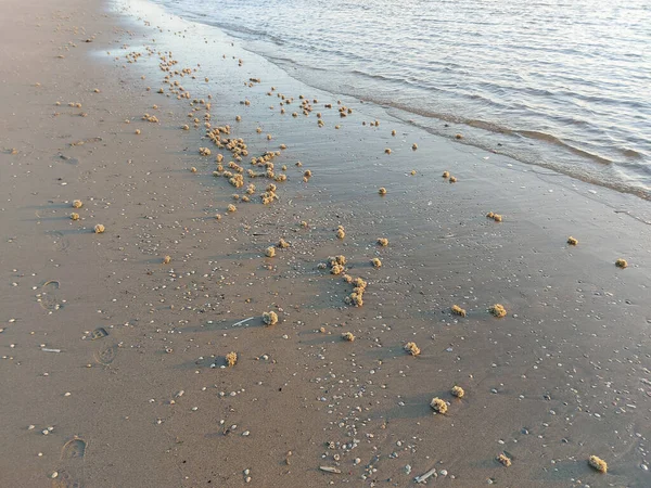 Σφουγγάρια Ξεβράστηκαν Στην Παραλία Του Katwijk Κατά Διάρκεια Του Ηλιοβασιλέματος — Φωτογραφία Αρχείου