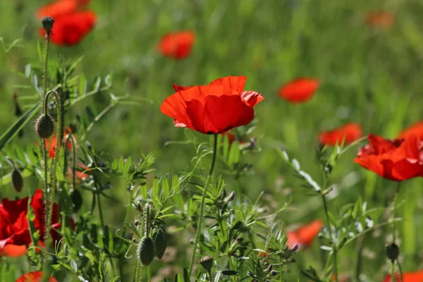 Röd Vallmo Blommar Vilt Våren Längs Motorvägen A20 Nära Gouda — Stockfoto