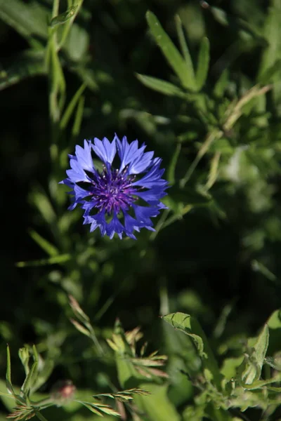 Flores Roxas Azuis Cornflower Que Cresce Selvagem Nos Países Baixos — Fotografia de Stock