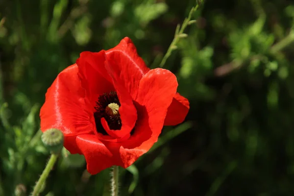 Coquelicot Rouge Fleurit État Sauvage Printemps Long Autoroute A20 Près — Photo