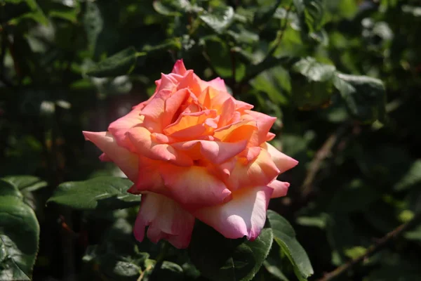 Cabeza Flor Una Rosa Roja Jardín Nieuwerkerk Los Países Bajos — Foto de Stock