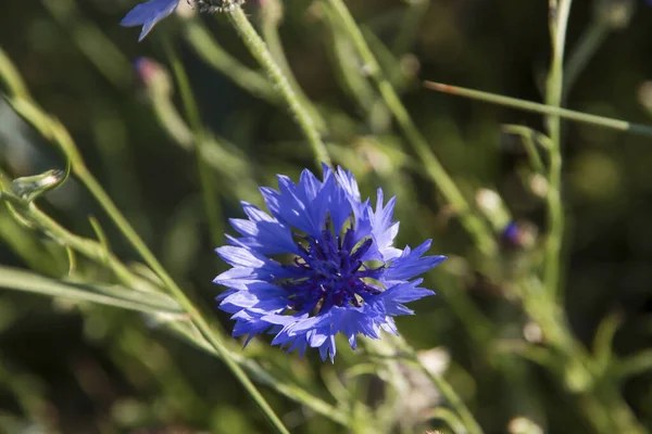 Hollandiai Vadon Termő Kukoricavirág Kék Lila Virágai — Stock Fotó
