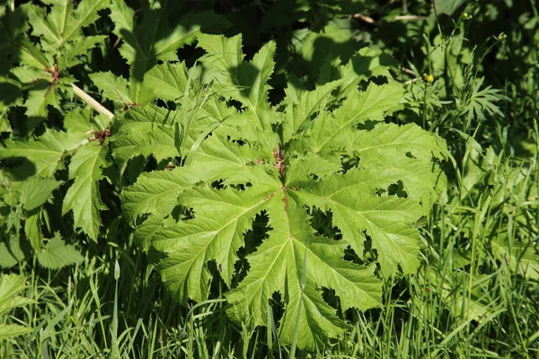 Green Leaves Hogweed Plant Side Road Netherlands — Stock Photo, Image