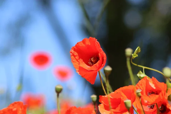 Coquelicot Rouge Fleurit État Sauvage Printemps Long Autoroute A20 Près — Photo