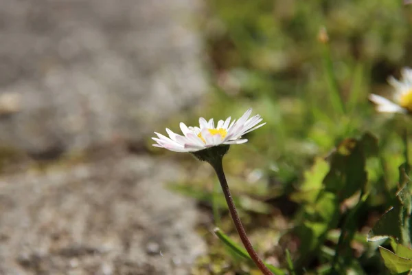 Fleurs Marguerite Blanches Sauvages Bord Route Aux Pays Bas — Photo