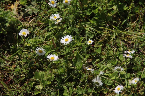 Fleurs Marguerite Blanches Sauvages Bord Route Aux Pays Bas — Photo