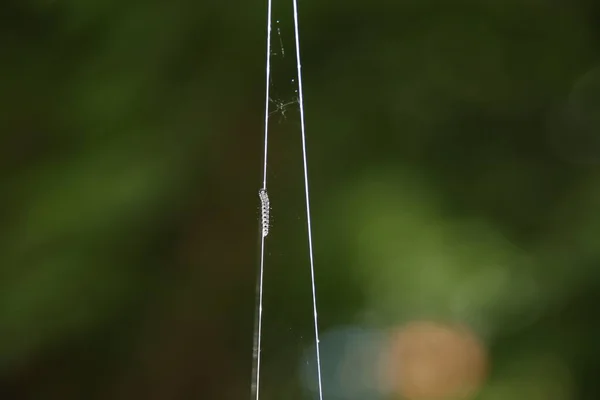 Spinnen Allerlei Struiken Nieuwerkerk Aan Den Ijssel Nederland — Stockfoto