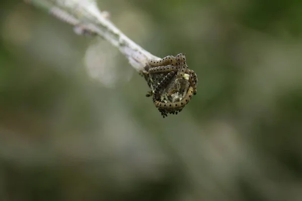 Web Polilla Araña Todo Tipo Arbustos Nieuwerkerk Aan Den Ijssel — Foto de Stock