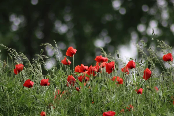 Red Poppy Blossom Wild Spring A20 Motorway Gouda — Stock Photo, Image