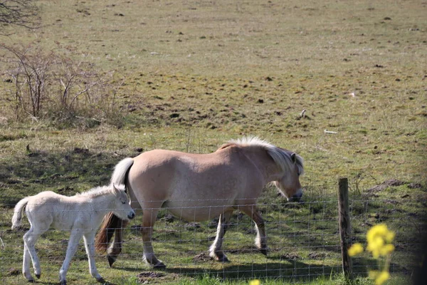 Cheval Poulain Fjord Sur Hellegatsplaten Dans Réserve Naturelle Des Pays — Photo