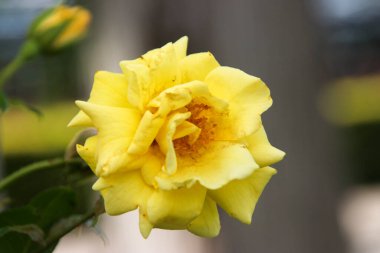 Guldemondplantsoen Rosariu 'da bir gülün çiçeği, Boskoop' ta, Bahçıvanlar gibi Glory