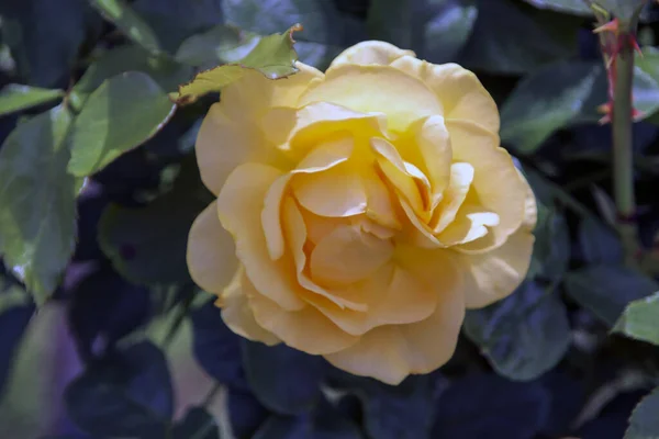 Flower Rose Guldemondplantsoen Rosariu Boskoop Type Peach Melba — Photo