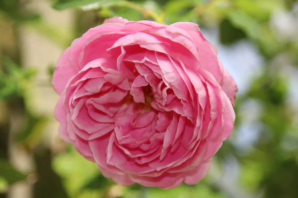 Flower Rose Guldemondplantsoen Rosariu Boskoop Type Dream —  Fotos de Stock
