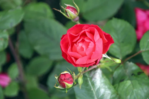 Blomma Ros Guldemondplantsoen Rosariu Boskoop Typen Cherry Bonica — Stockfoto