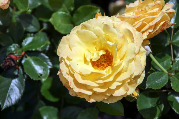 Flower Rose Guldemondplantsoen Rosariu Boskoop Type Sunmaid Netherlands — 스톡 사진