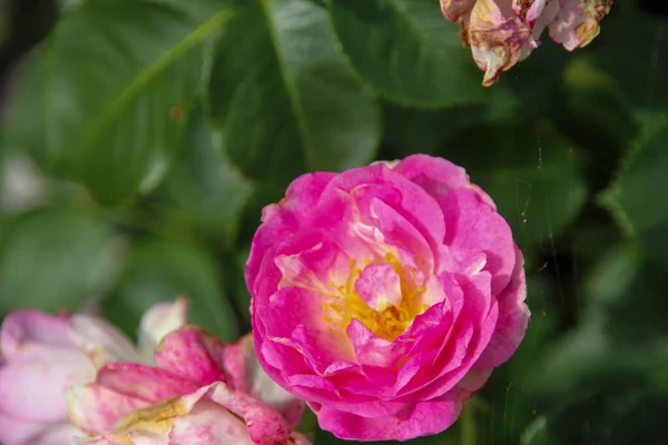 Flower Rose Guldemondplantsoen Rosariu Boskoop Type Vesalius — Photo
