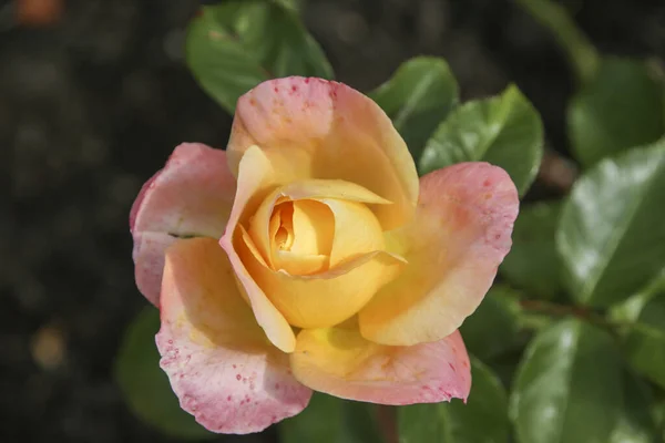 Flower Rose Guldemondplantsoen Rosariu Boskoop Type Isabella Autissier — Foto Stock