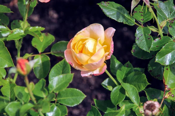 Flower Rose Guldemondplantsoen Rosariu Boskoop Type Isabella Autissier — Foto de Stock