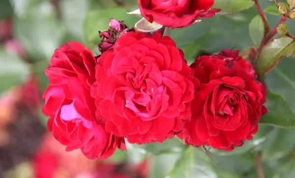 Flower Rose Guldemondplantsoen Rosariu Boskoop Type Rouge Meilove Netherlands —  Fotos de Stock