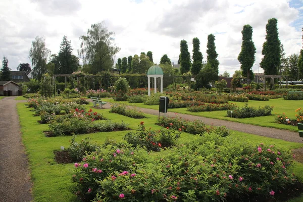 Guldemondplantsoen Rosarium Boskoop 200 Type Roses Netherlands Close Flora Auction — Foto de Stock