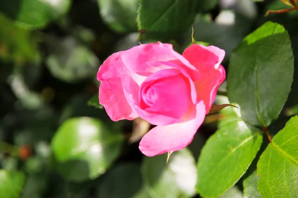 Blomma Ros Guldemondplantsoen Rosariu Boskoop Typen Rosenproffesor Sieber Nederländerna — Stockfoto