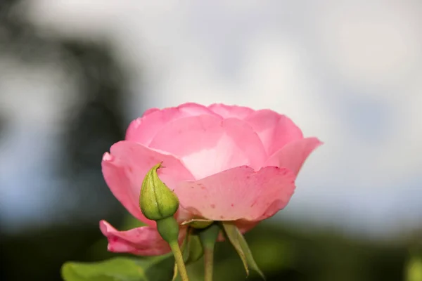 Blomma Ros Guldemondplantsoen Boskoop Typen Rosenproffesor Sieber Nederländerna — Stockfoto