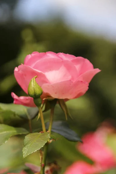 Blomma Ros Guldemondplantsoen Boskoop Typen Rosenproffesor Sieber Nederländerna — Stockfoto