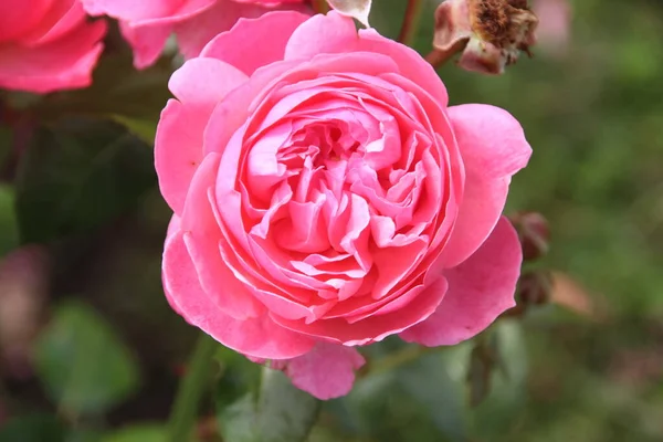 Flower Rose Guldemondplantsoen Rosariu Boskoop Type Flora Colonia Netherlands — Stock Photo, Image