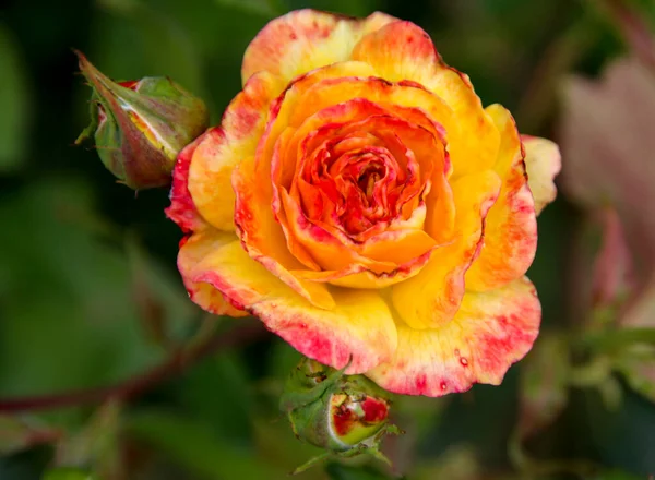 Blomma Ros Guldemondplantsoen Rosariu Boskoop Typen Gartenspass Nederländerna — Stockfoto