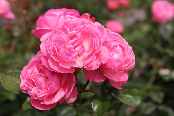 Flower of a rose in the Guldemondplantsoen Rosariu, in Boskoop of the type Flora Colonia in Netherlands