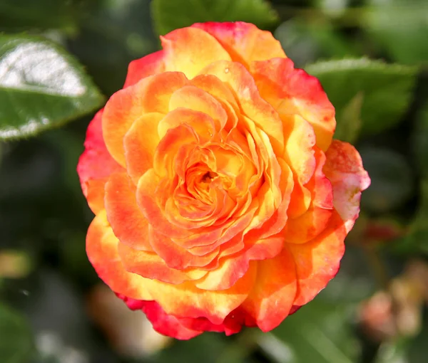 Flower Rose Guldemondplantsoen Rosariu Boskoop Type Meteor — Foto de Stock