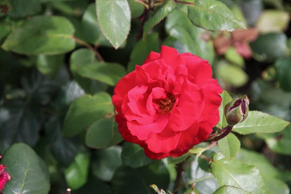 Kwiat Róży Guldemondplantsoen Rosariu Boskoop Typu Grande Amore Dolnej Części — Zdjęcie stockowe