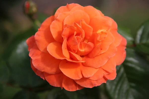 Flower Rose Guldemondplantsoen Rosariu Boskoop Type Bonica Netherlands — Stock Photo, Image