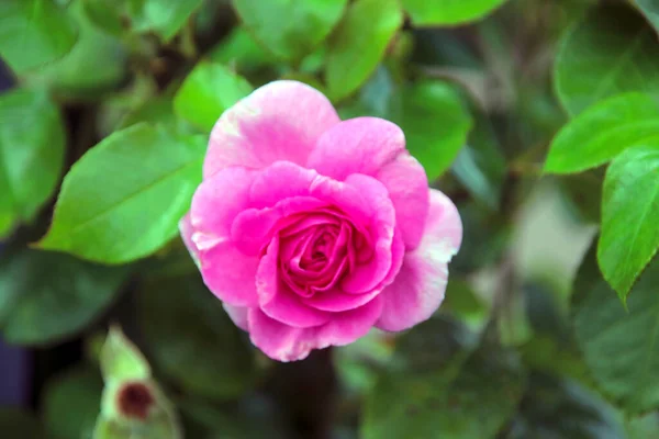 Flower Rose Guldemondplantsoen Rosariu Boskoop Type Ozeana — Stock Photo, Image