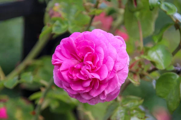 Blüte Einer Rose Guldemondplantsoen Rosariu Boskoop Vom Typ Ozeana — Stockfoto