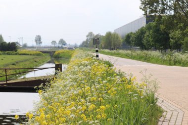 Meadows and country road in the Zuidplaspolder in the Netherlands where new village will be build called Vijfde Dorp