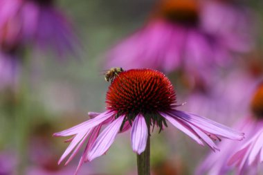 Echinacea purpurea tarlaları ya da Harde 'deki tıp bahçesindeki doğu mor koni çiçekleri.