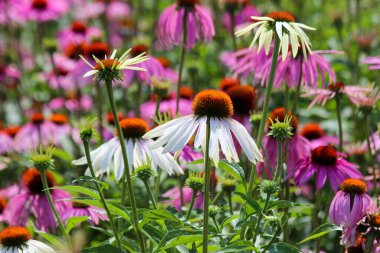 Echinacea purpurea tarlaları ya da Harde 'deki tıp bahçesindeki doğu mor koni çiçekleri.