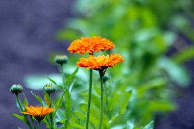 Calendula officinalis ya da Hollanda 'daki botanik bahçesinde kadife çiçeği.