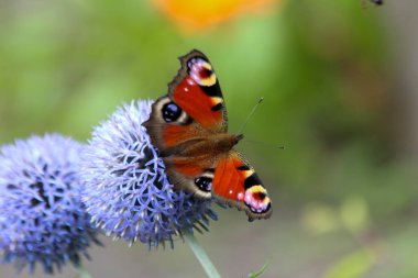 Thistle Echinops Ritro with Peacock Butterfly in botanical garden clipart