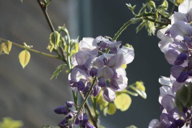 Hollanda 'da bahar mevsiminde Wisteria çiçeklerinin mavi renkleri