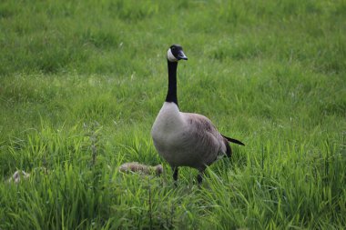 Gri gri kaz Hollanda 'da gençlerle çim tarlasında
