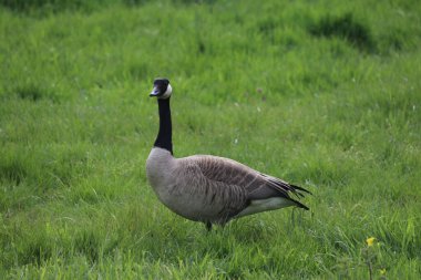 Gri gri kaz Hollanda 'da gençlerle çim tarlasında