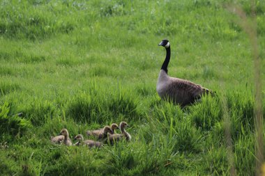 Gri gri kaz Hollanda 'da gençlerle çim tarlasında