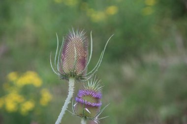 Hollanda 'da yol kenarındaki çaydanlığın çiçek başları.