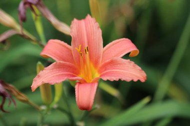 Zuidplas 'taki kamusal alanda zambak çiçeğinin üzerinde portakal yaprakları.