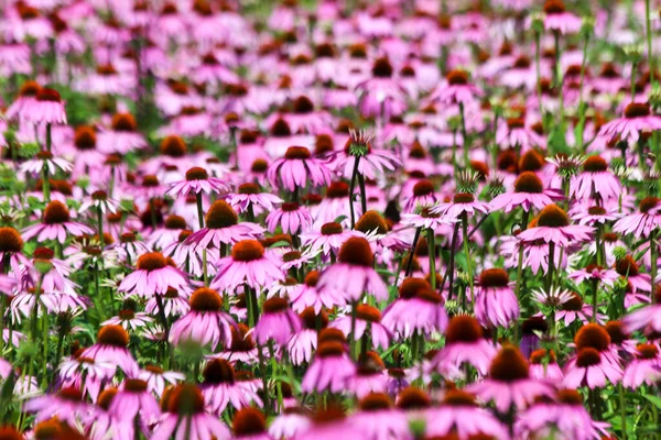 Ladang Echinacea Purpurea Atau Timur Ungu Coneflower Kebun Medis Harde — Stok Foto
