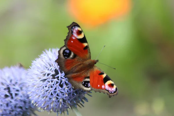 Cardo Echinops Ritro Com Pavão Borboleta Jardim Botânico — Fotografia de Stock